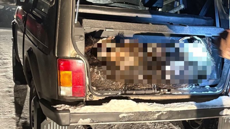 В Петровском округе был незаконно застрелен дикий кабан В Петровском округе был незаконно застрелен дикий кабан