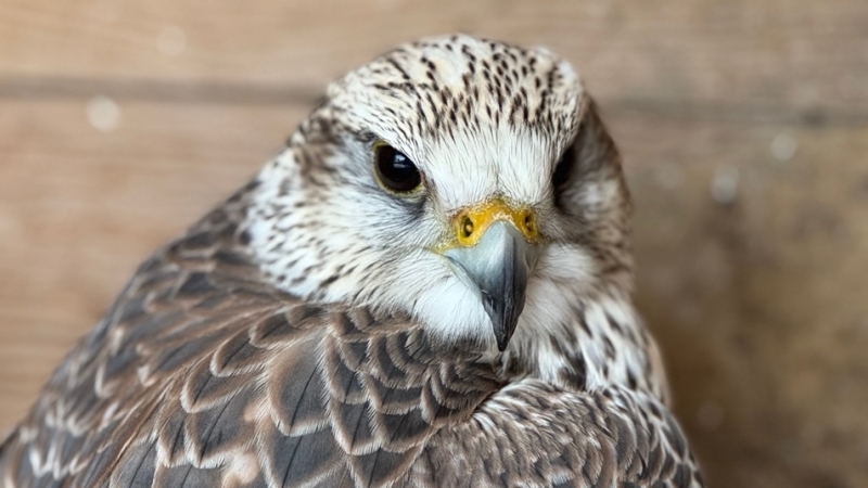 В Тамбовской области спустя полвека обнаружили сокола балобана — вид, считавшийся исчезнувшим