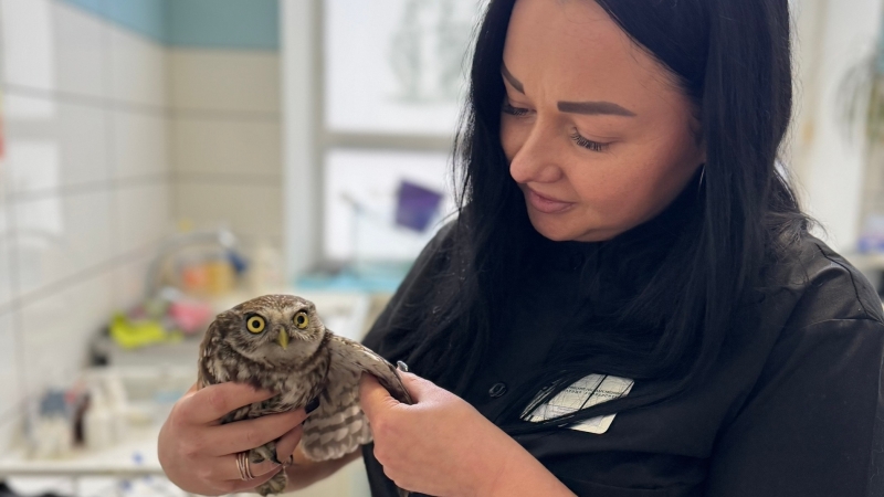 В Тамбовской области сыч получил новый дом после спасения с чердака