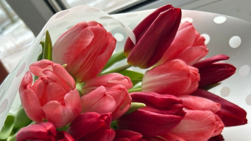 Выращенные в Тамбове тюльпаны поступят в продажу к Дню всех влюбленных