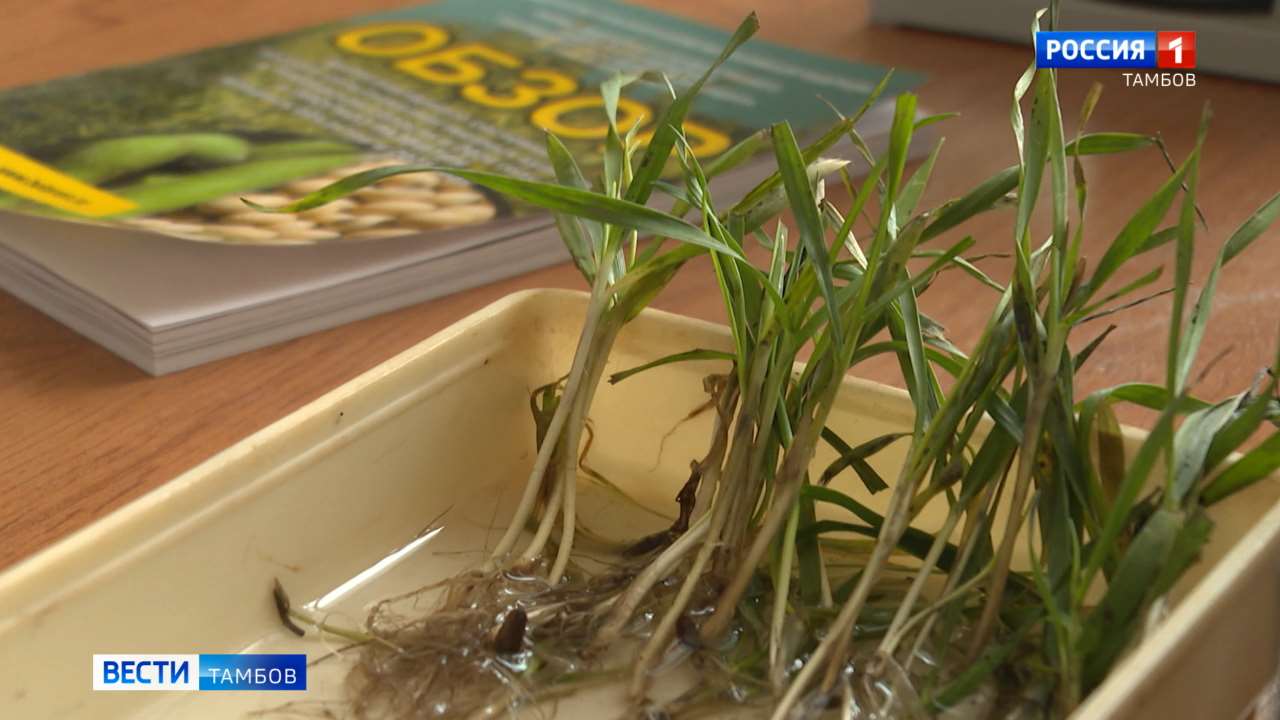 Озимую пшеницу «разбудили», чтобы оценить ее состояние Озимую пшеницу «разбудили», чтобы оценить ее состояние