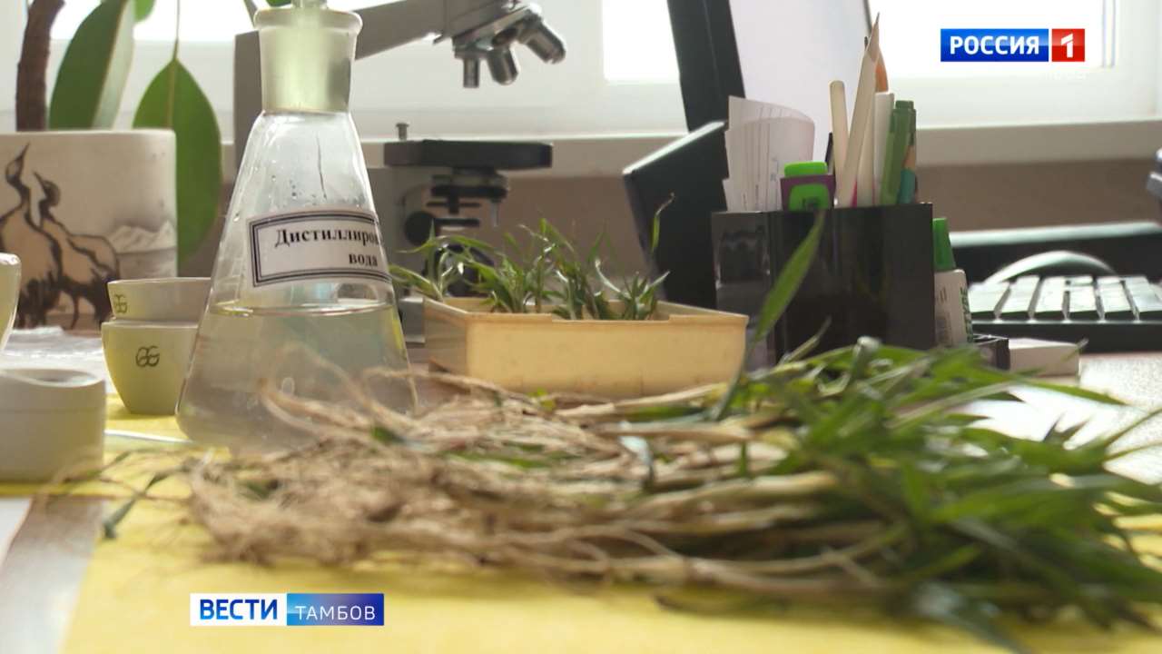 В Тамбовской области проверяют качество озимых культур В Тамбовской области проверяют качество озимых культур