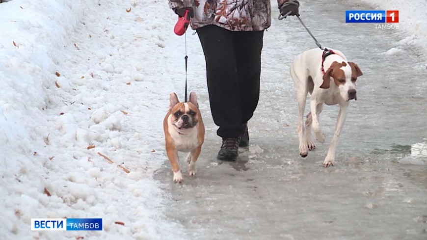 Как не вляпаться в собачьи «подснежники»