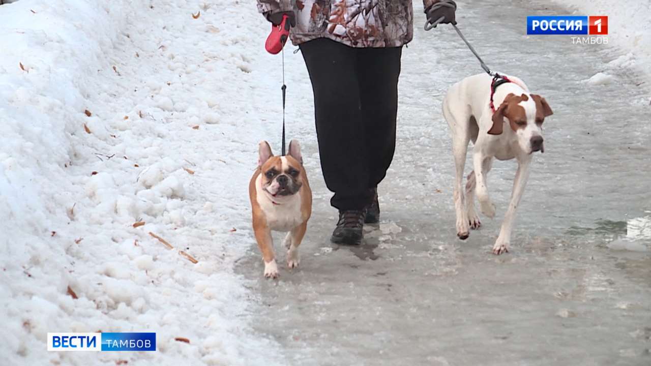 Как не вляпаться в собачьи «подснежники» Как не вляпаться в собачьи «подснежники»