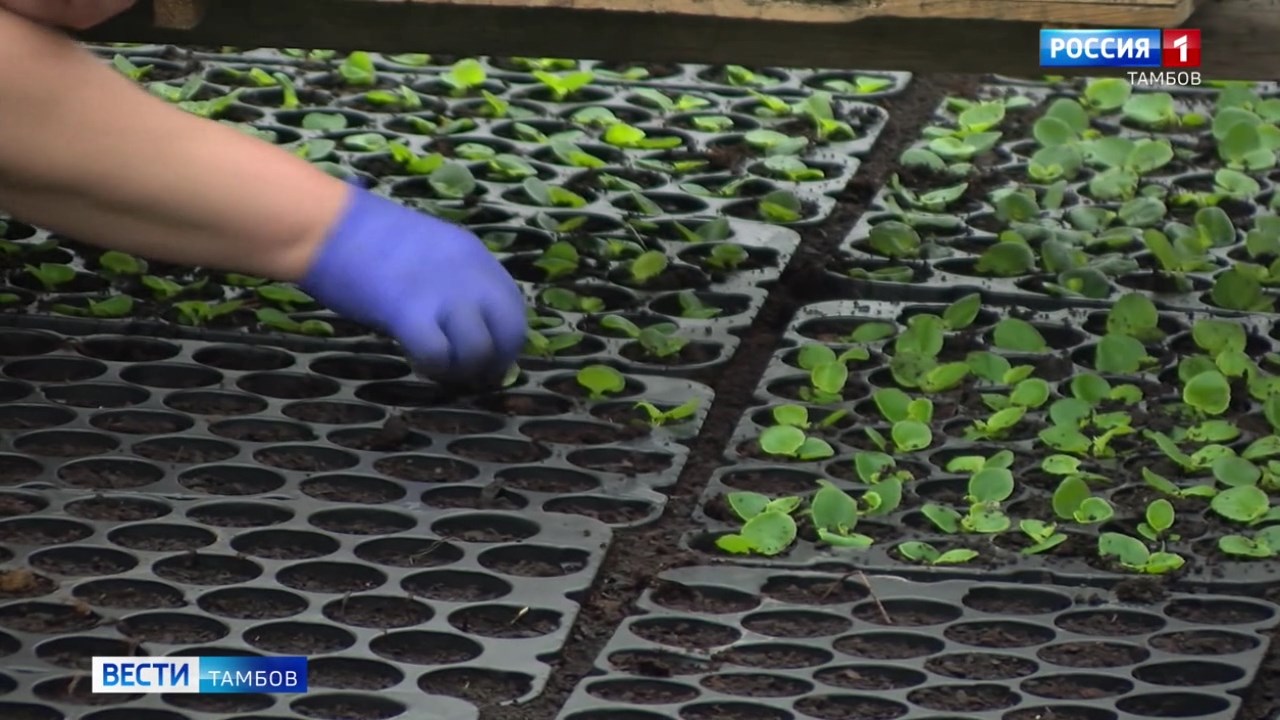 В Тамбове Дирекция благоустройства и озеленения продолжает готовиться к весеннему сезону