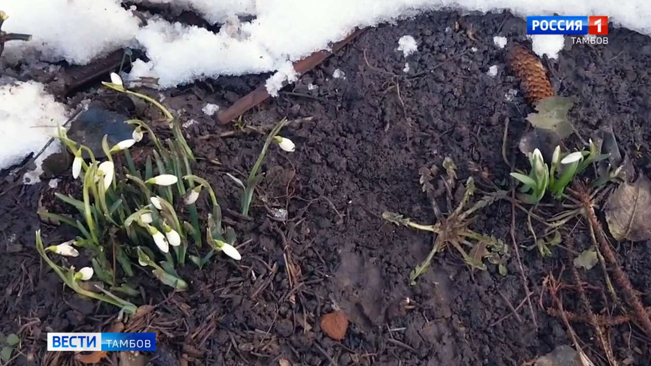 В областном центре расцветают подснежники