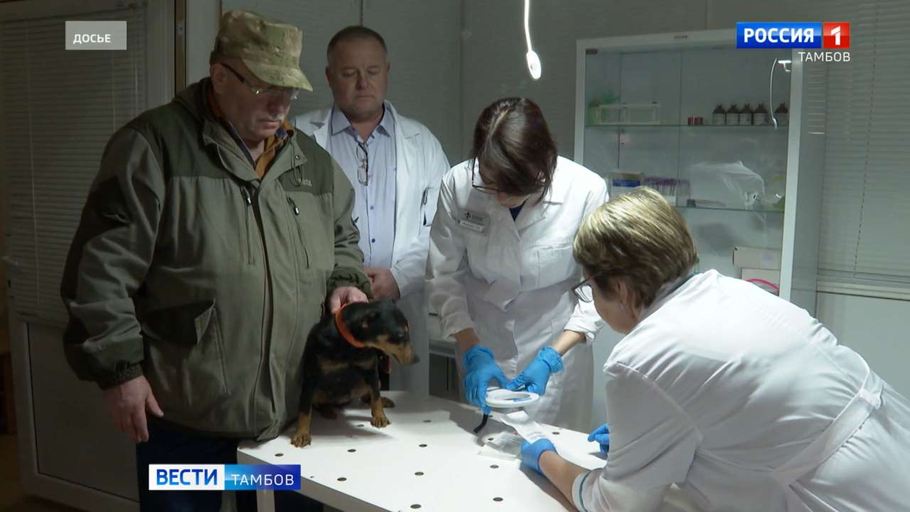 Владельцы собак могут бесплатно чипировать питомцев