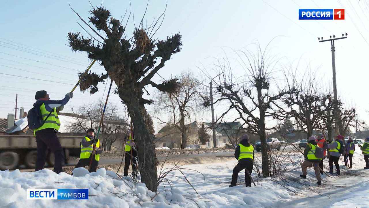 Чик-чик и готово: в Тамбове приступили к формовочной обрезке лиственных деревьев