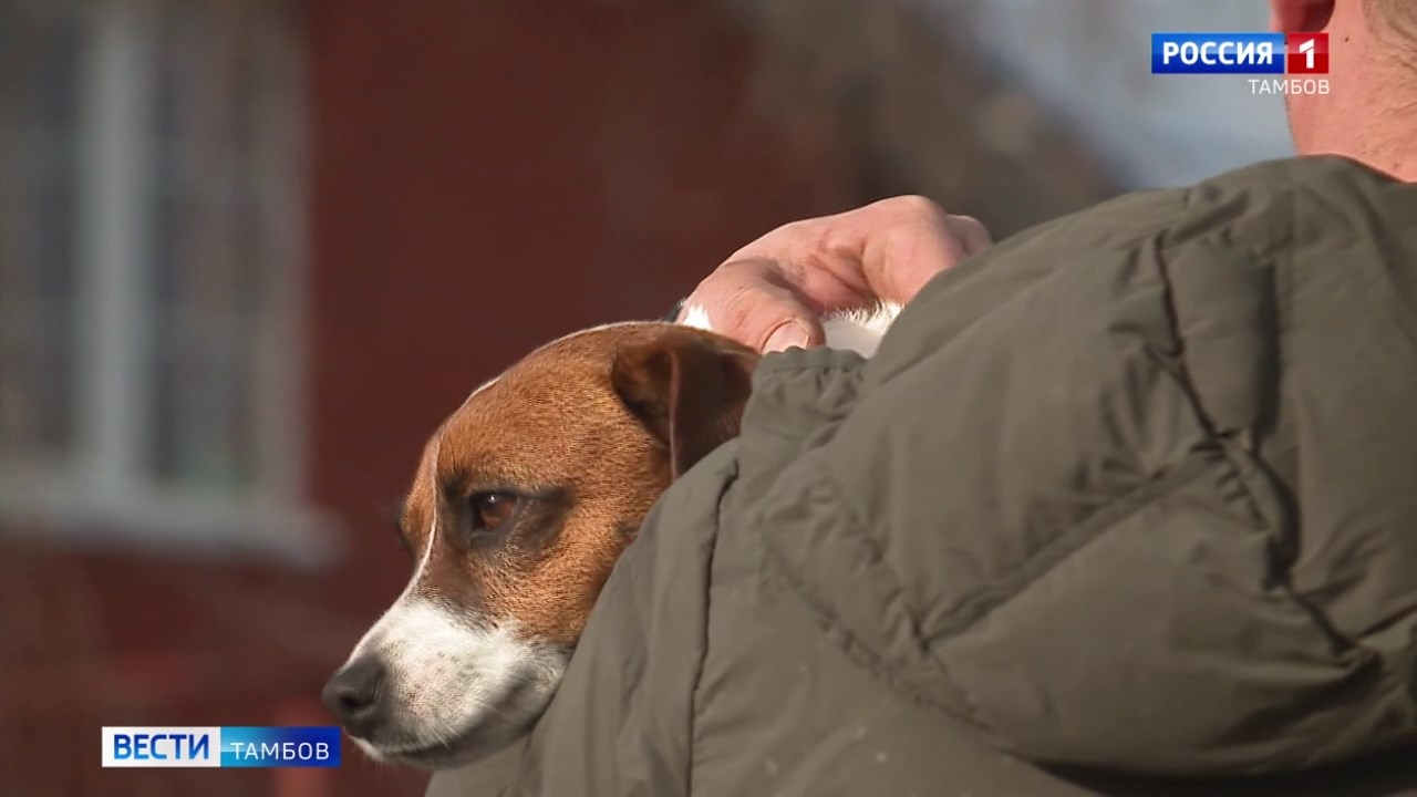 В Тамбове продолжают проводить бесплатную вакцинацию и чипирование животных