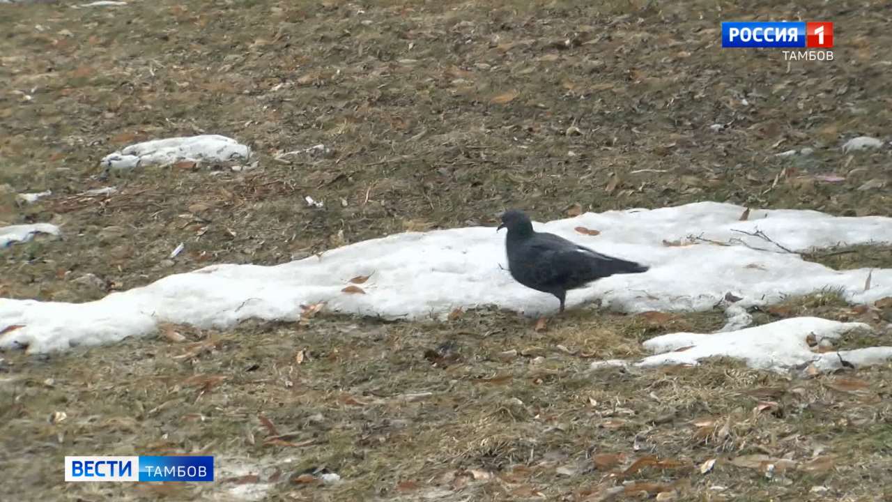 Новости коротко: замена теплосетей и работа заповедника «Воронинский» Новости коротко: замена теплосетей и работа заповедника «Воронинский»