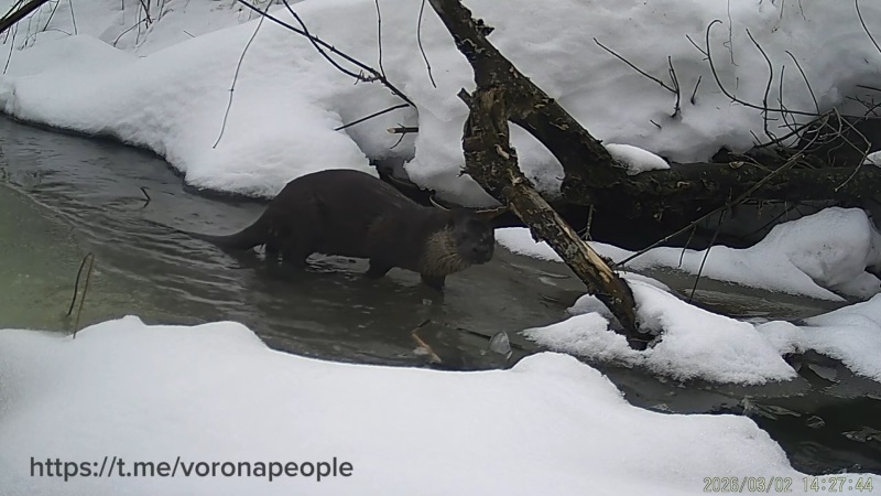 Выдры вернулись: на Вороне заметили первых весенних разговорчивых гостей