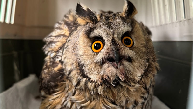 В Центре охраны хищных птиц ушастая сова идёт на поправку