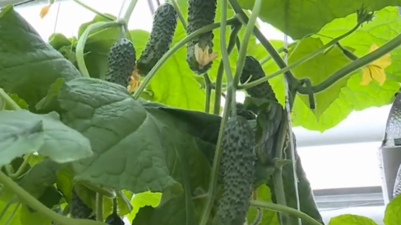 Овощи подорожали, крупы и масло подешевели: как изменились цены в Тамбовской области в январе Овощи подорожали, крупы и масло подешевели: как изменились цены в Тамбовской области в январе