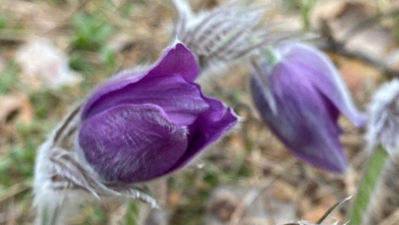 В Тамбовской области стартовала ежегодная природоохранная акция «Первоцвет»