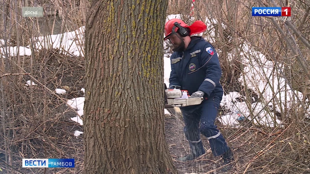 Ивы на набережной Студенца вырубать не будут