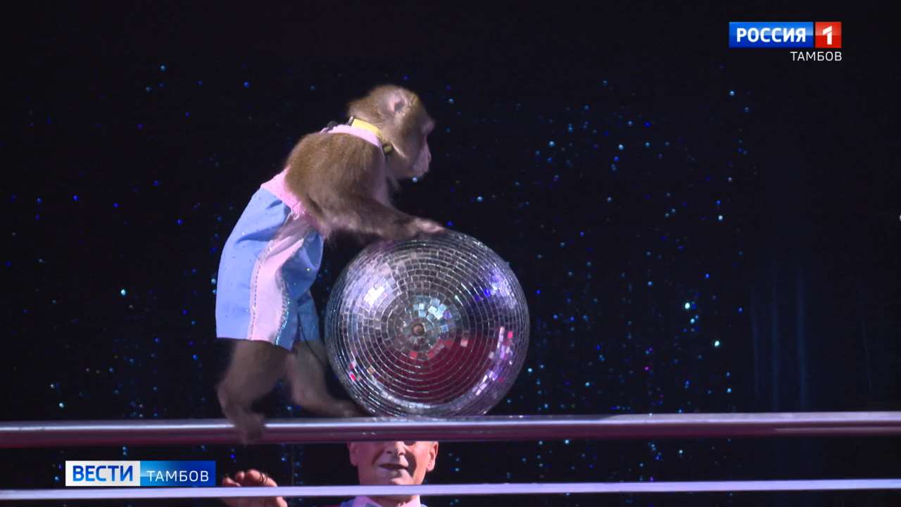 Международный цирк-шапито «Гранд Арена» приглашает на захватывающее экстремальное шоу Международный цирк-шапито «Гранд Арена» приглашает на захватывающее экстремальное шоу