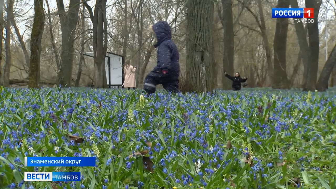 Первые и смелые. Тамбовчане спешат не упустить момент и увидеть, как цветут первоцветы