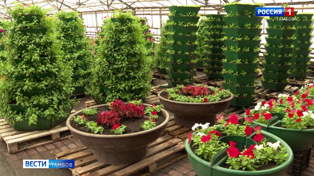 Скоро на клумбах: какие цветы вырастили для города в этом году