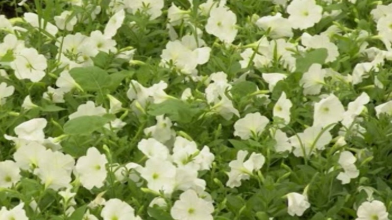 Скоро на клумбах: какие цветы вырастили для города в этом году