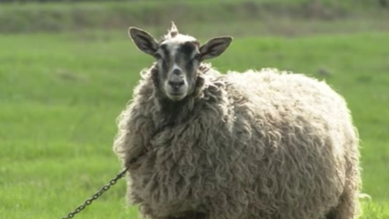 Семь лет - один ответ: дорога в Сураве, похоже, дождалась ремонта