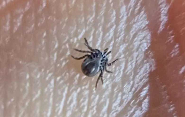 Запасов вакцины против клещевого энцефалита в регионе хватит на год