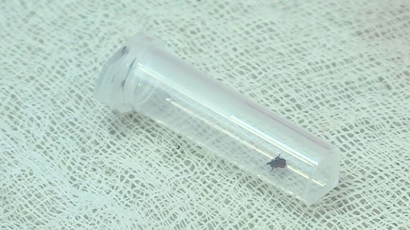 В Тамбовской области клещи покусали уже 221 человека