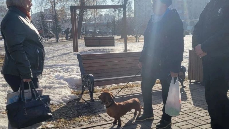 В Тамбове прошёл рейд по контролю за выгулом животных