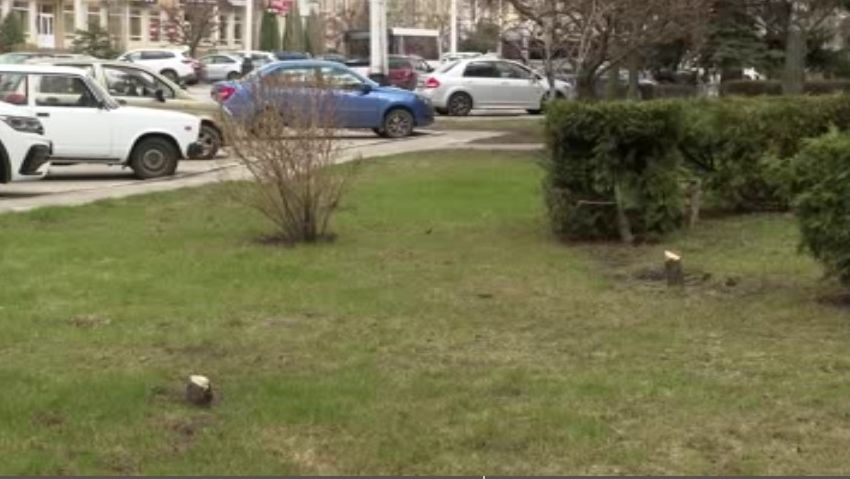 В областном центре незаконно срубили пять тополей