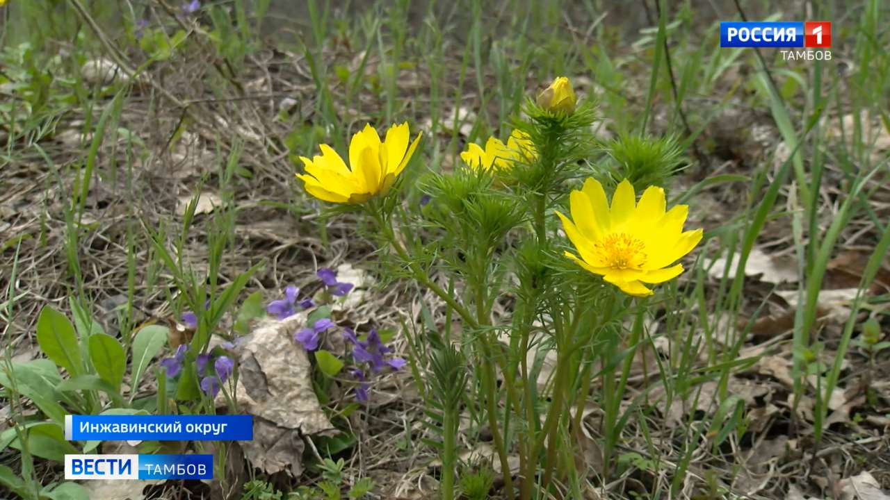 Как следят за численностью растений в Воронинском заповеднике