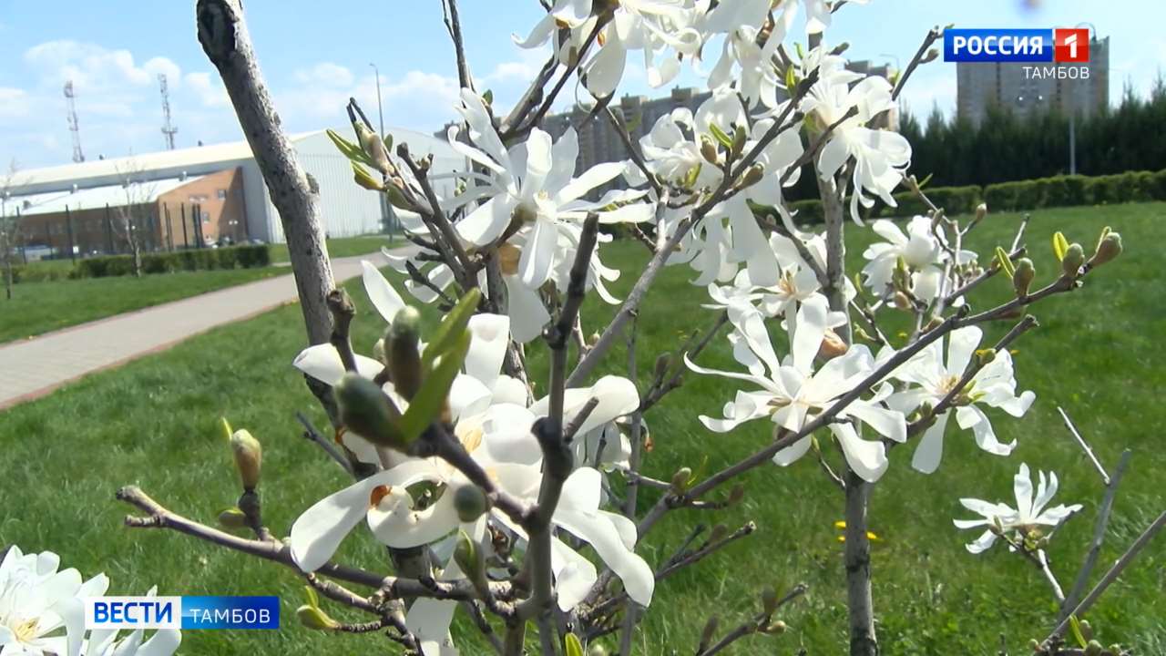 В Олимпийском парке Тамбова зацвела магнолия