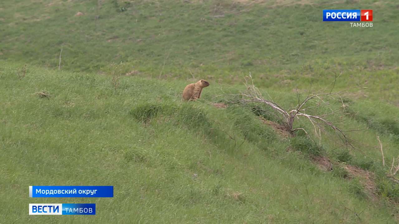 В Тамбовской области увеличивается численность сурка-байбака