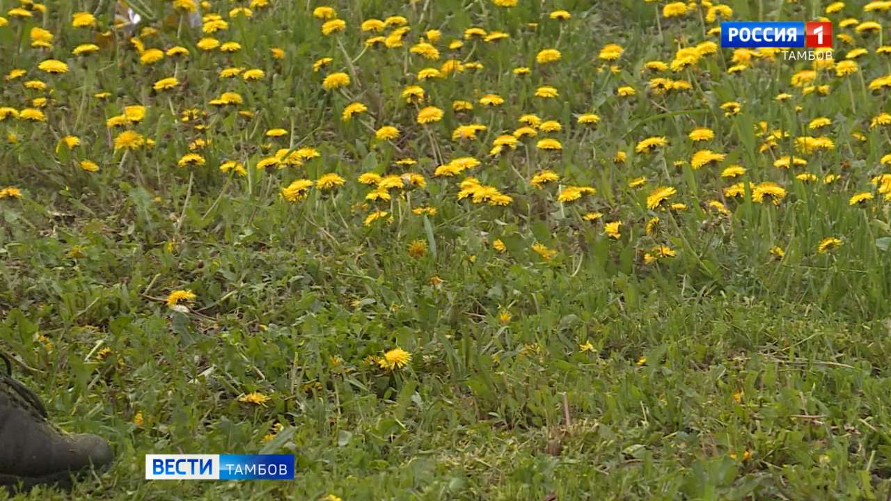 Городским службам требуются косари Городским службам требуются косари