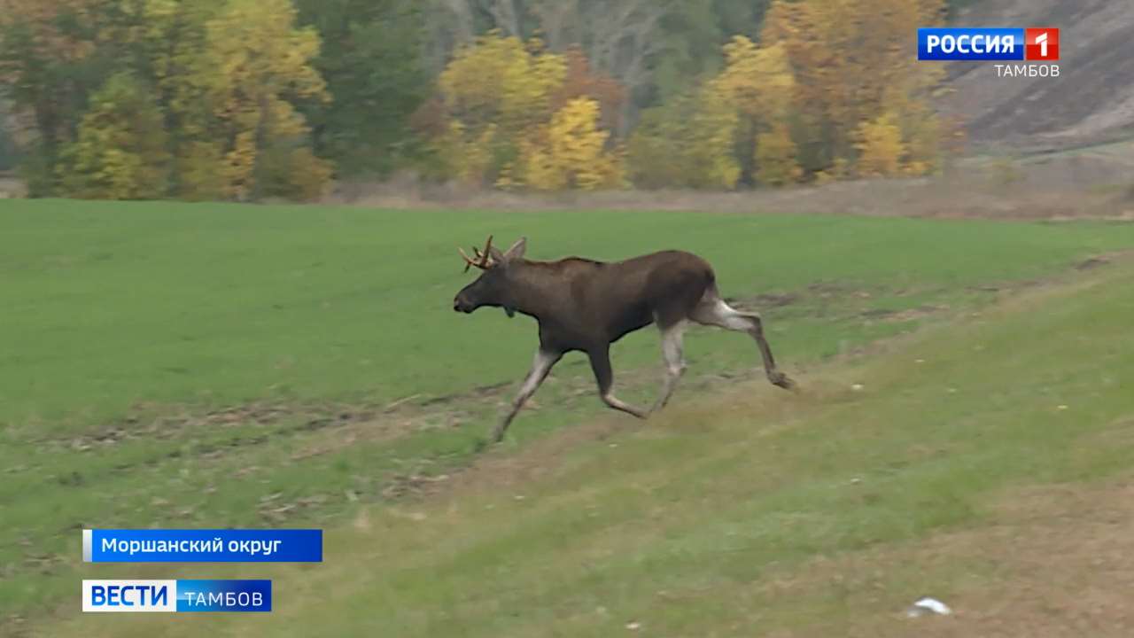 Лоси гибнут под колёсами машин, перебегая дорогу