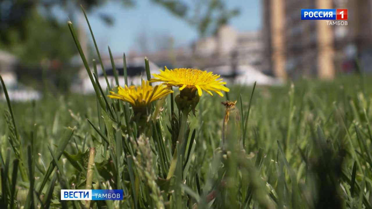 Дожди пришли в Тамбовскую область