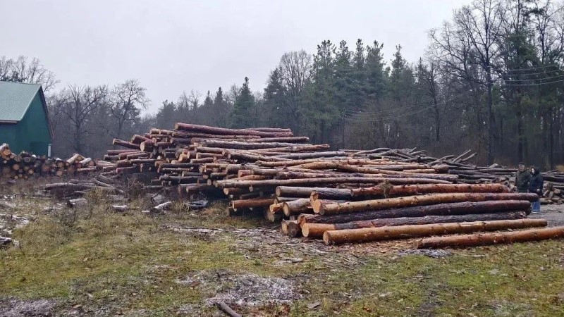 Бывшего руководителя лесхоза в Тамбовской области будут судить за незаконную рубку леса на 6,5 млн рублей