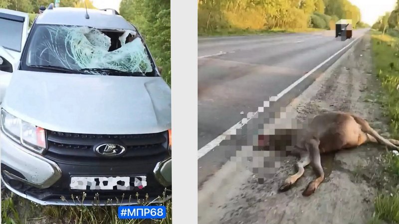 Молодая самка лося погибла в ДТП на автодороге «Моршанск — Шацк»