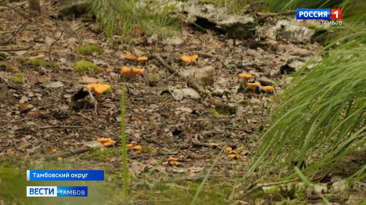 Грибной сезон можно считать открытым: лисички так и просятся в кузовок
