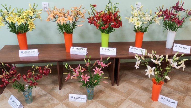 На выставке лилий в Мичуринске представили 29 сортов цветка