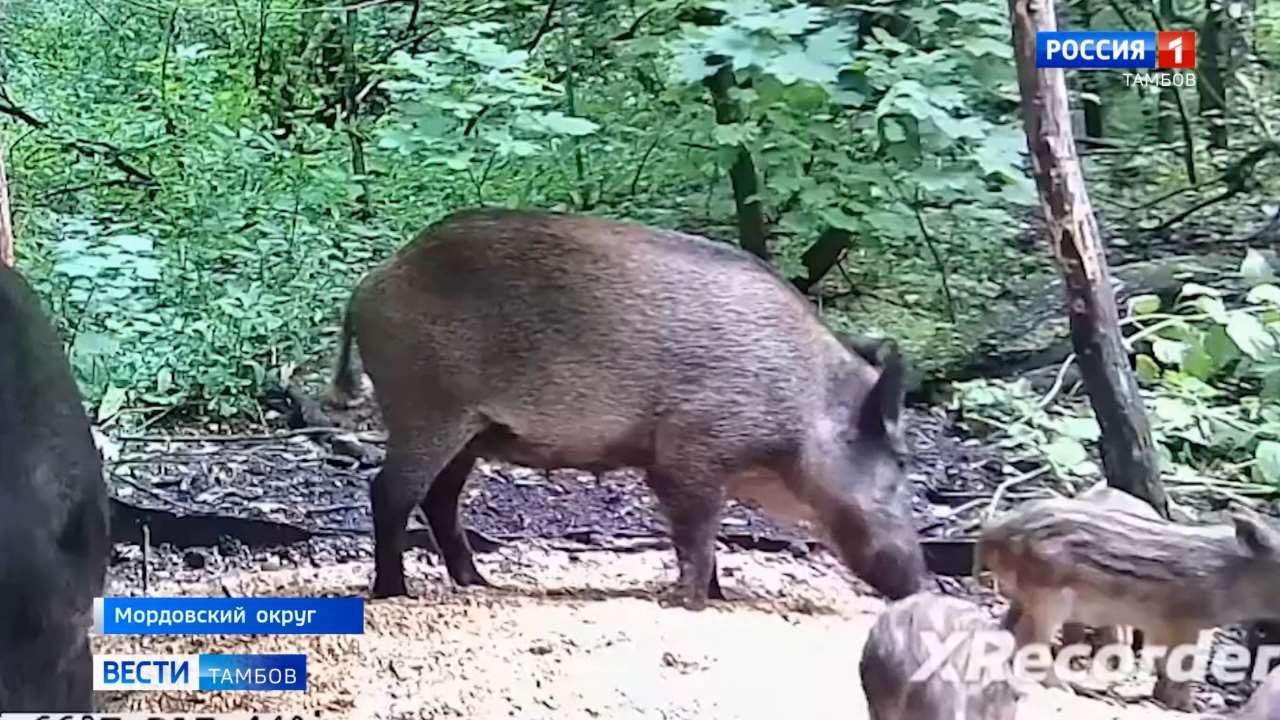 Кабанята, наевшись до отвала, уснули прямо в кукурузе - кадры с фотоловушек