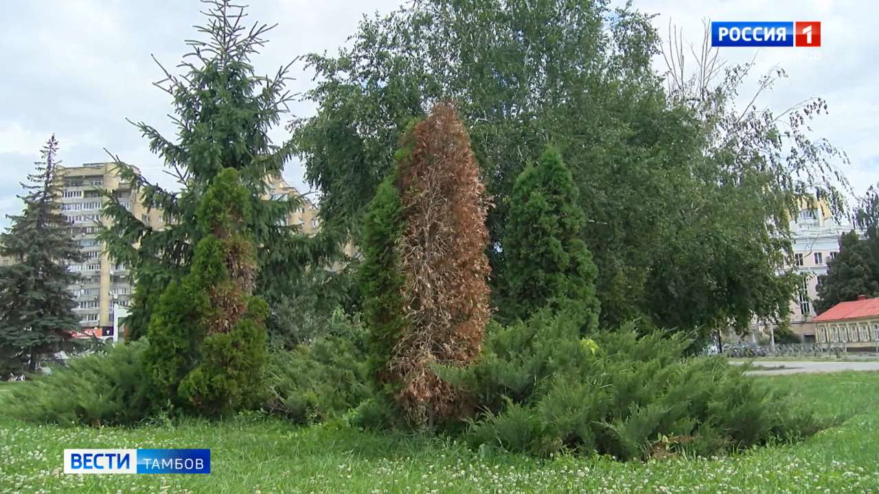 В Тамбове снова потеплеет