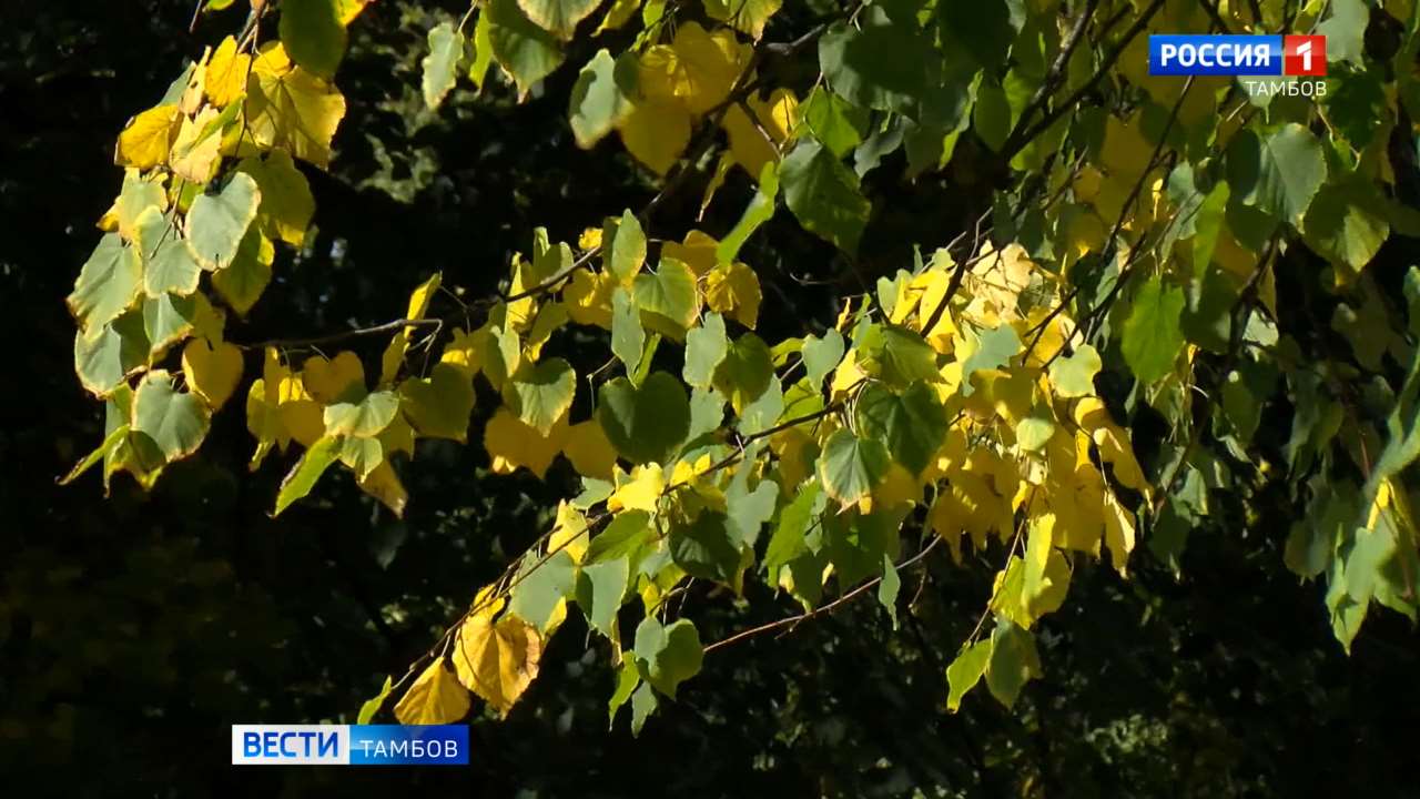 Какая погода ждет тамбовчан в конце сентября
