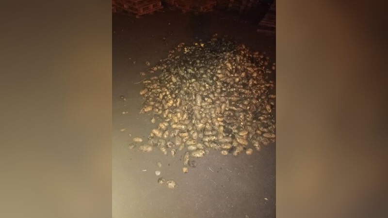 В Тамбовском округе задержали подозреваемых в краже 750 кг картофеля