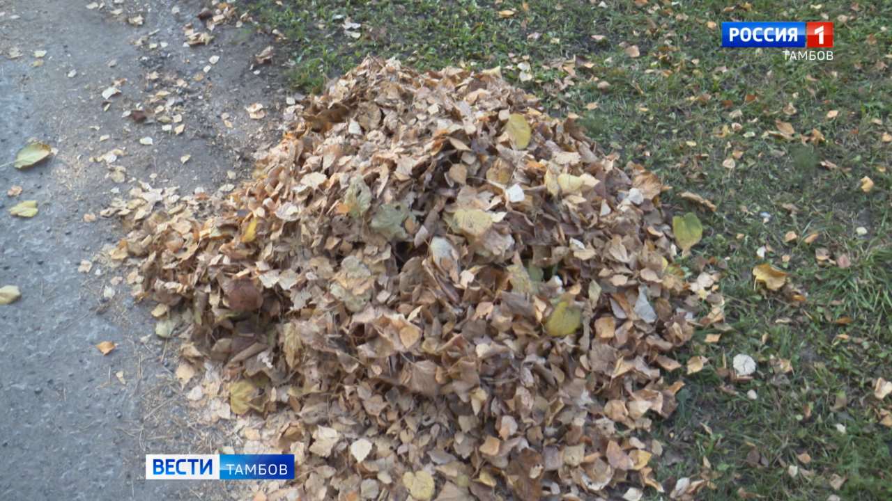 В Тамбове горожанам напоминают правила вывоза мусора во время месячника благоустройства В Тамбове горожанам напоминают правила вывоза мусора во время месячника благоустройства