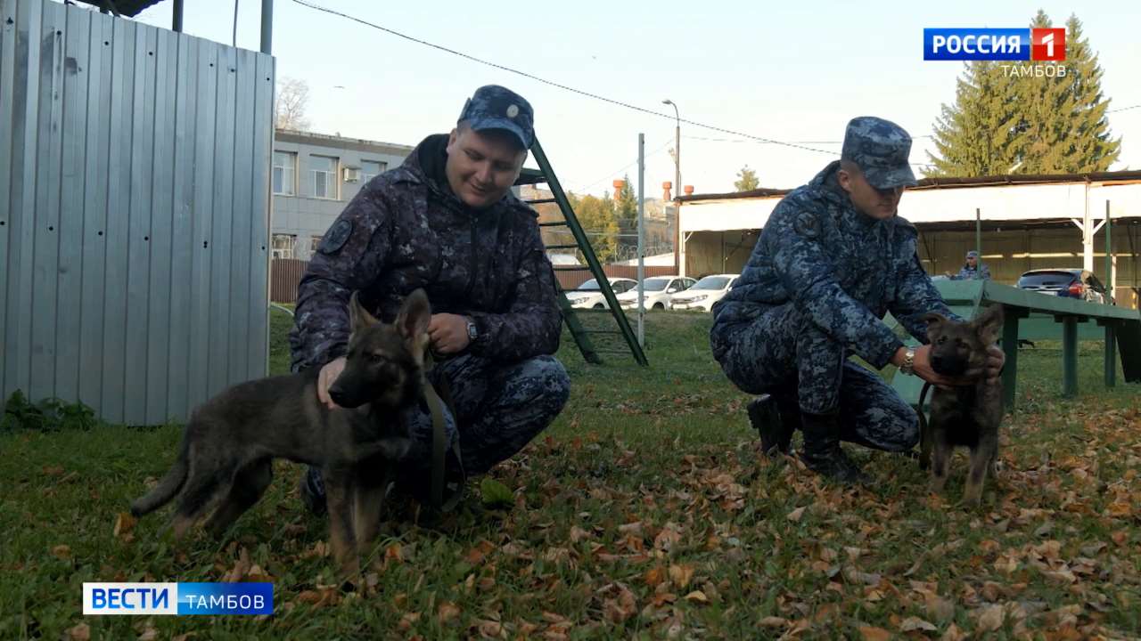 Пять щенков немецкой овчарки пополнили ряды кинологической службы УФСИН