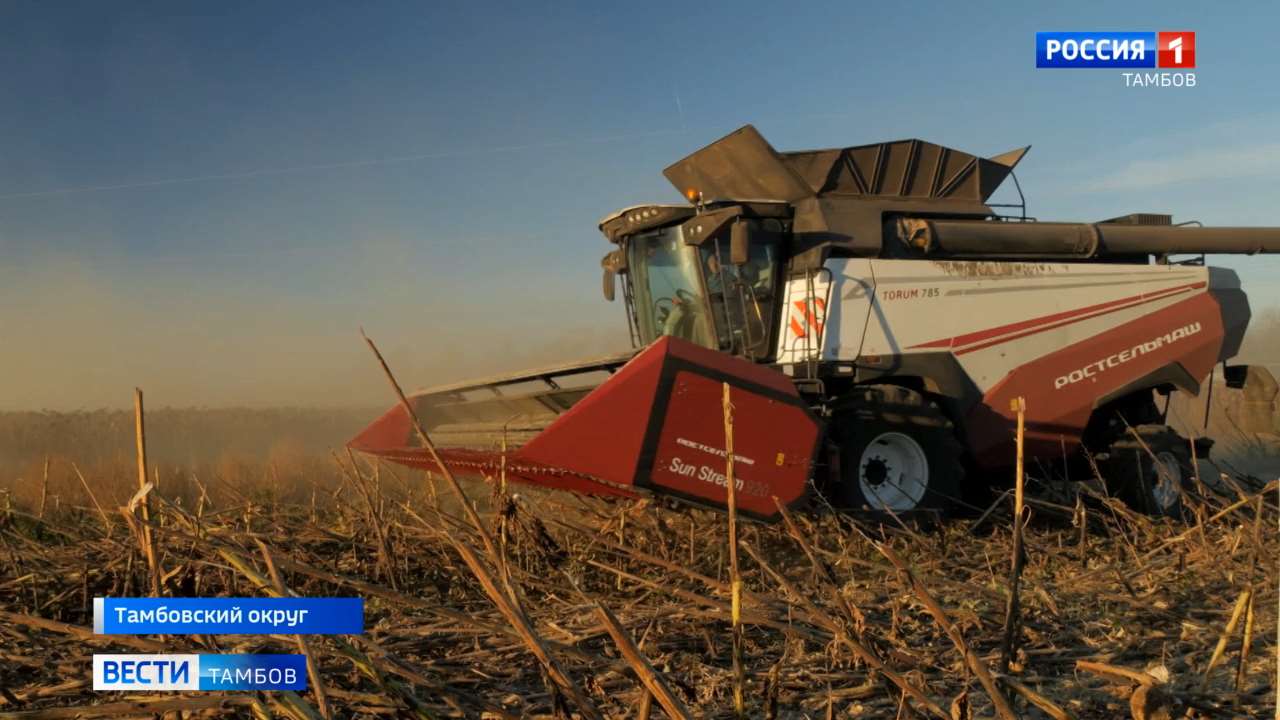 Тамбовские аграрии завершают уборку подсолнечника: в регионе обмолотили уже 80% площадей